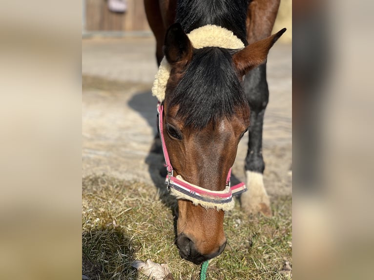 Lewitzer Mare 13 years 14,1 hh Brown in G&#xF6;ttingen
