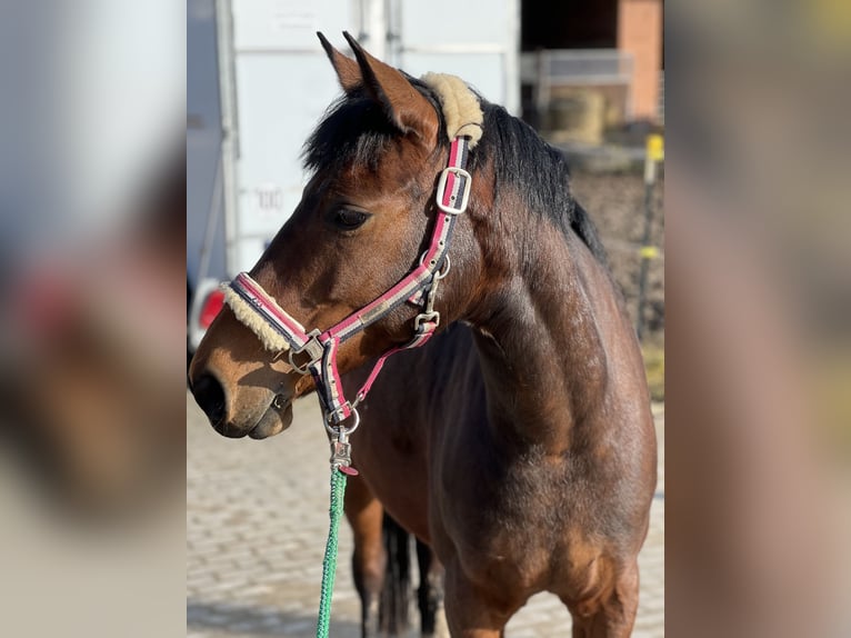 Lewitzer Mare 13 years 14,1 hh Brown in G&#xF6;ttingen