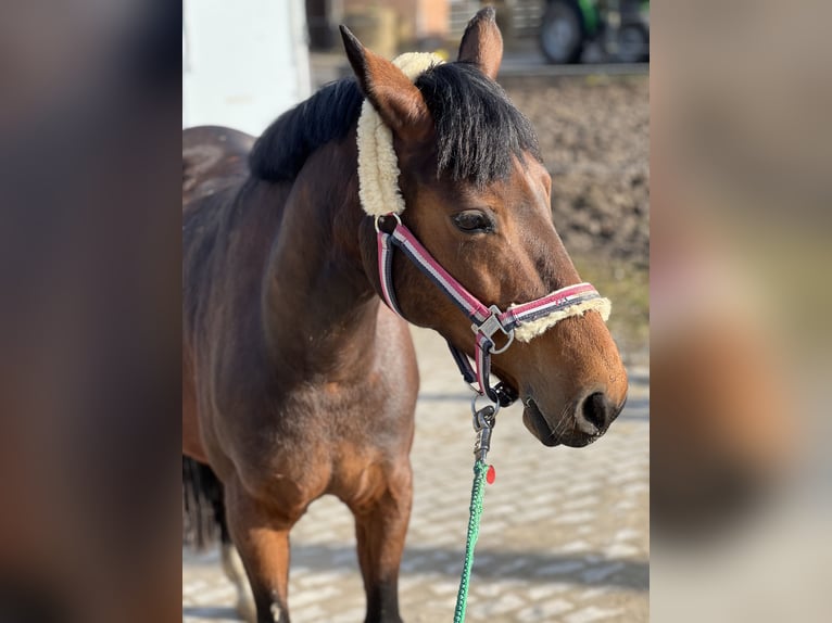 Lewitzer Mare 13 years 14,1 hh Brown in G&#xF6;ttingen