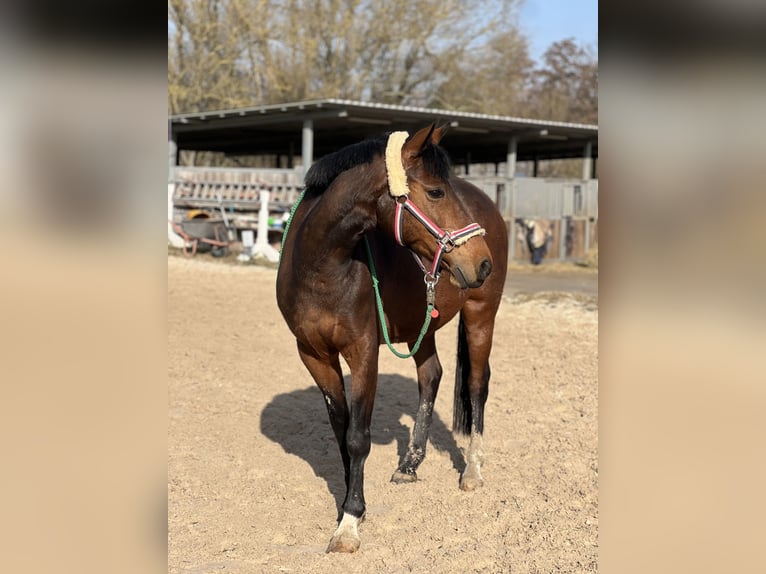 Lewitzer Mare 13 years 14,1 hh Brown in G&#xF6;ttingen