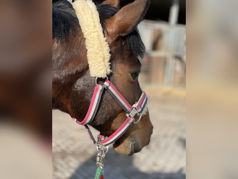 Lewitzer Mare 13 years 14,1 hh Brown in G&#xF6;ttingen