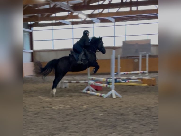 Lewitzer Mare 13 years 14.2 hh Black in Landstuhl