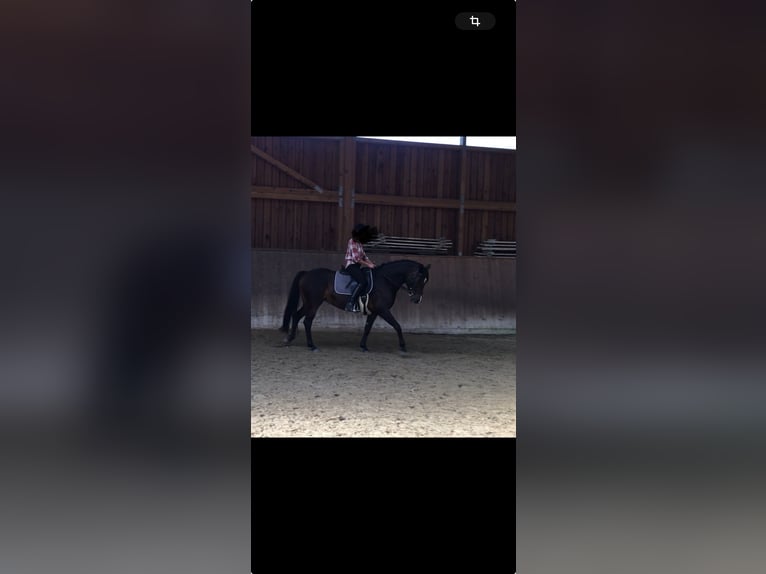 Lewitzer Mix Mare 13 years 14,2 hh Brown in Potsdam