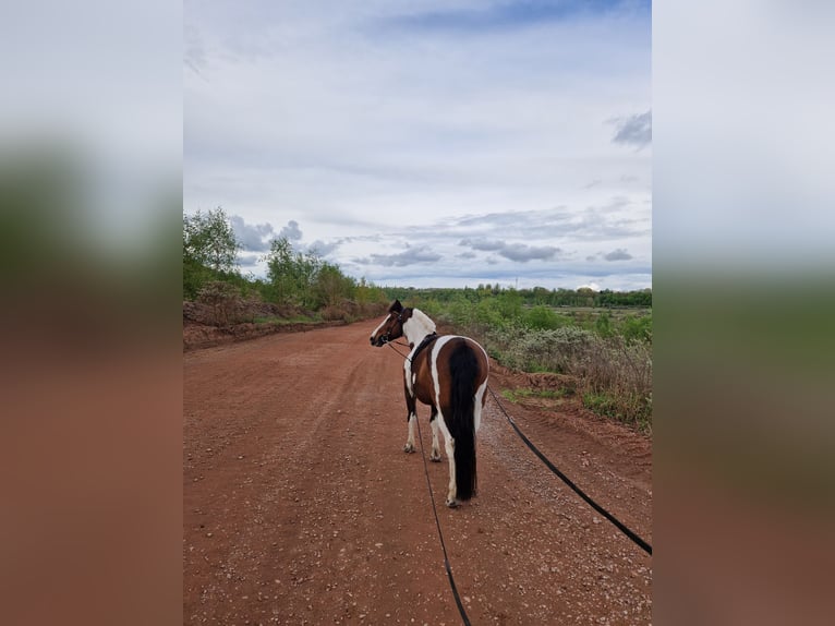 Lewitzer Mare 14 years 13,2 hh Pinto in Harbke