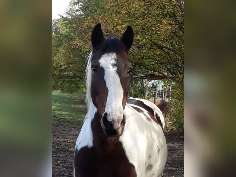 Lewitzer Mare 14 years 13.3 hh Pinto in Langerwehe