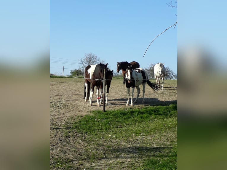 Lewitzer Mare 14 years 13.3 hh Pinto in Langerwehe