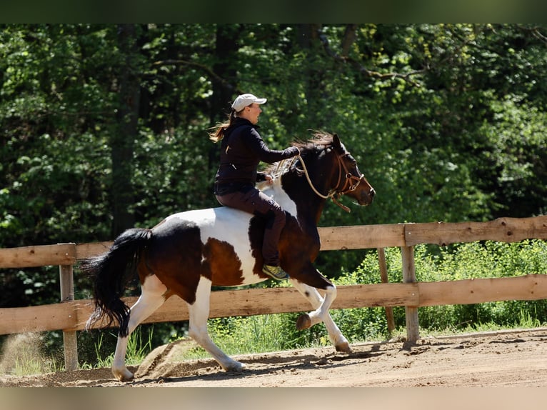 Lewitzer Mare 14 years 14,1 hh Pinto in Klingenberg