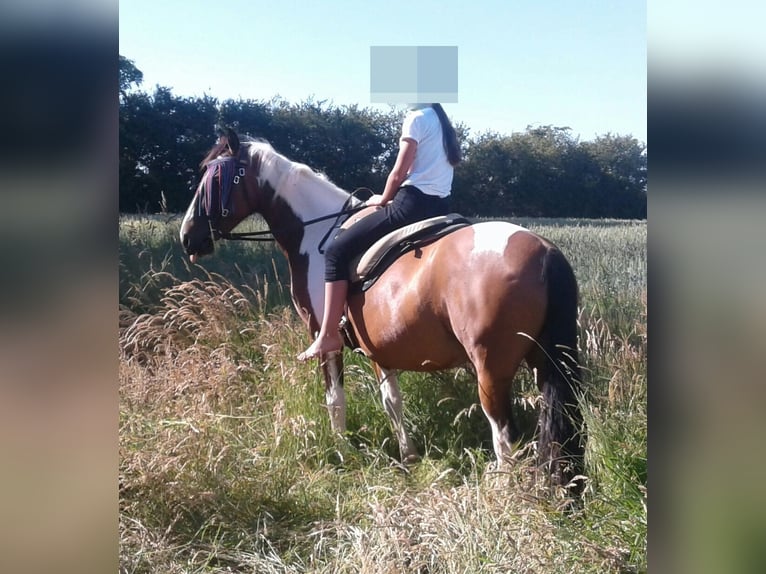 Lewitzer Mare 14 years 14,1 hh Tobiano-all-colors in Sch&#xF6;nberg