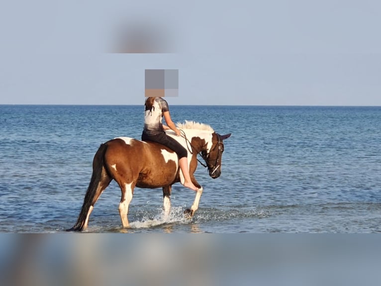Lewitzer Mare 14 years 14,1 hh Tobiano-all-colors in Sch&#xF6;nberg