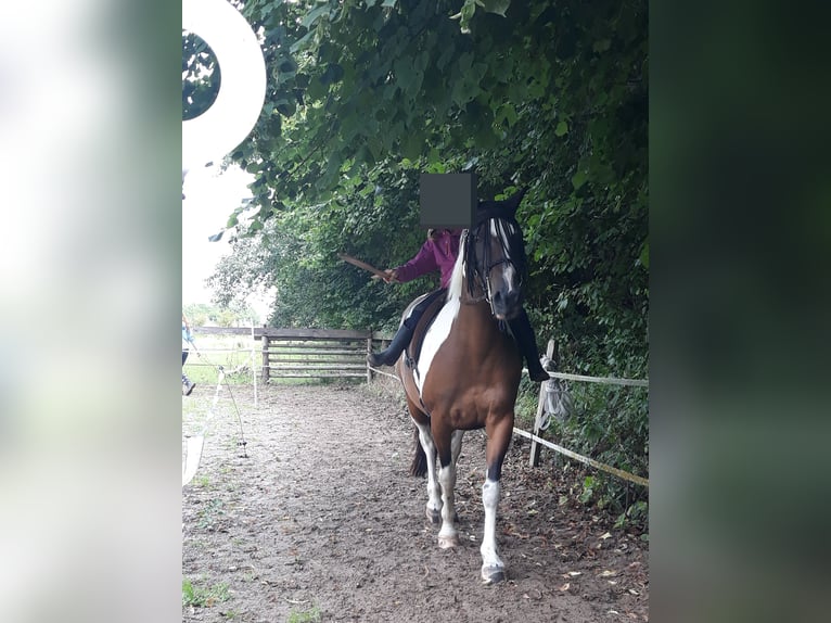 Lewitzer Mare 14 years 14,1 hh Tobiano-all-colors in Sch&#xF6;nberg
