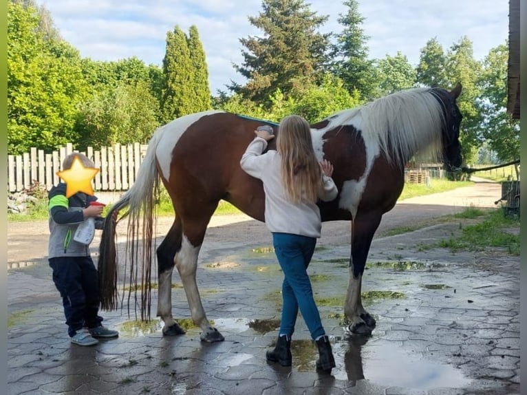 Lewitzer Mix Mare 15 years 14.1 hh Pinto in Peine