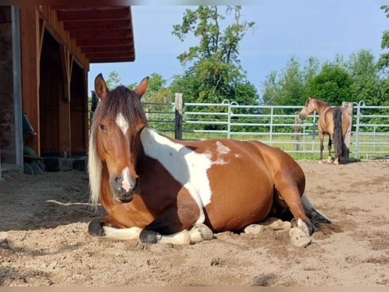 Lewitzer Mix Mare 15 years 14.1 hh Pinto in Peine