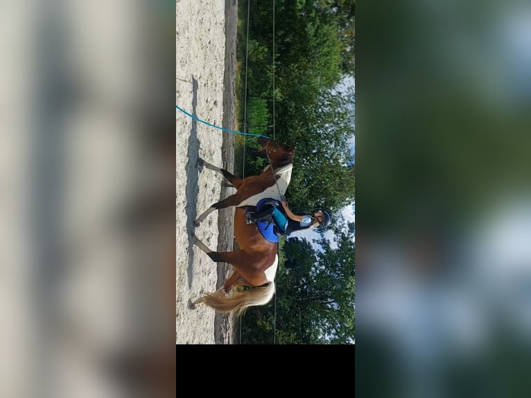 Lewitzer Mix Mare 15 years 14.1 hh Pinto in Peine