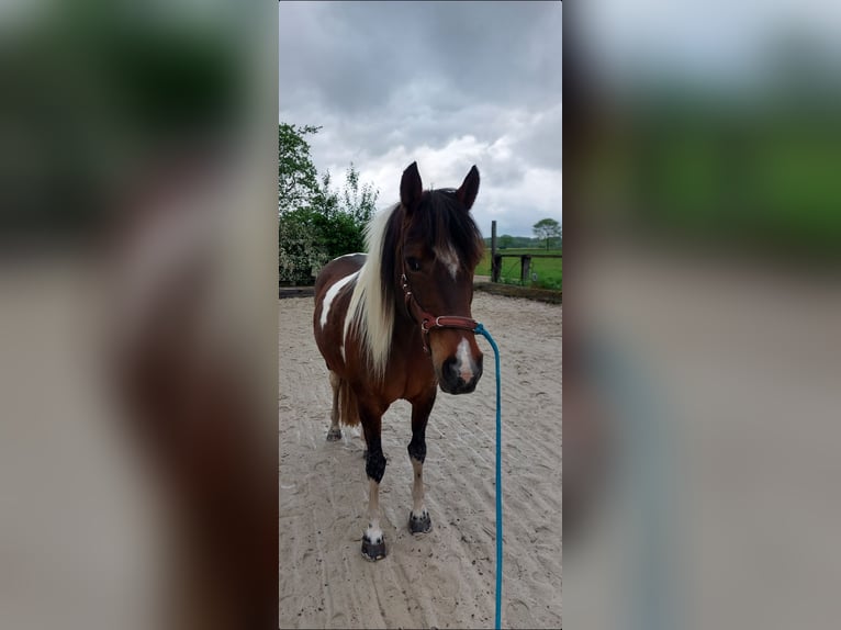 Lewitzer Mix Mare 15 years 14.1 hh Pinto in Peine