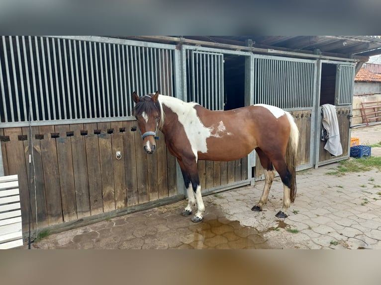 Lewitzer Mix Mare 15 years 14.1 hh Pinto in Peine