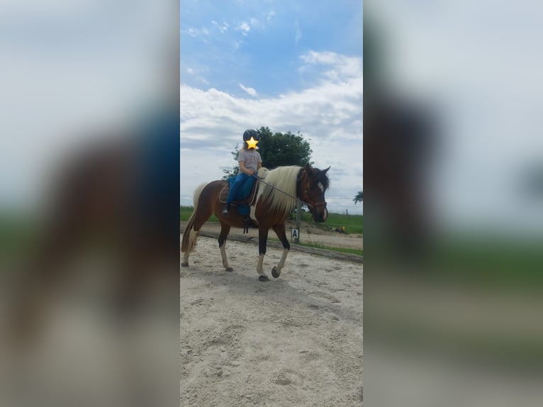 Lewitzer Mix Mare 15 years 14.1 hh Pinto in Peine