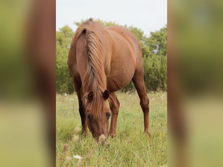 Lewitzer Mare 15 years 14,1 hh Chestnut-Red in Nordhausen