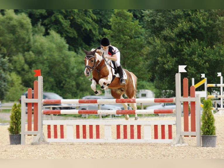 Lewitzer Mare 15 years 14,1 hh Chestnut-Red in Nordhausen