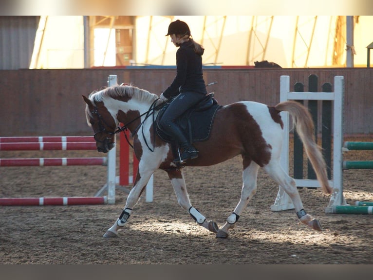 Lewitzer Mare 15 years 14,1 hh Chestnut-Red in Nordhausen