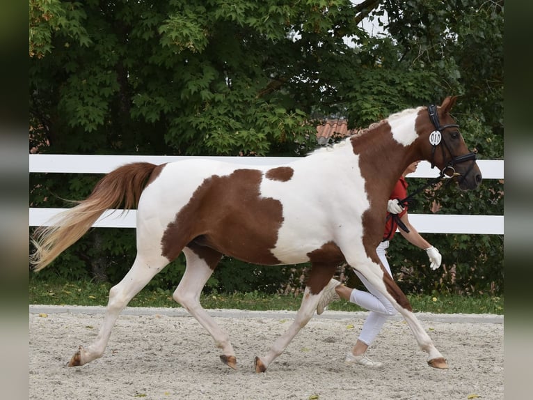 Lewitzer Mare 15 years 14,1 hh Chestnut-Red in Nordhausen