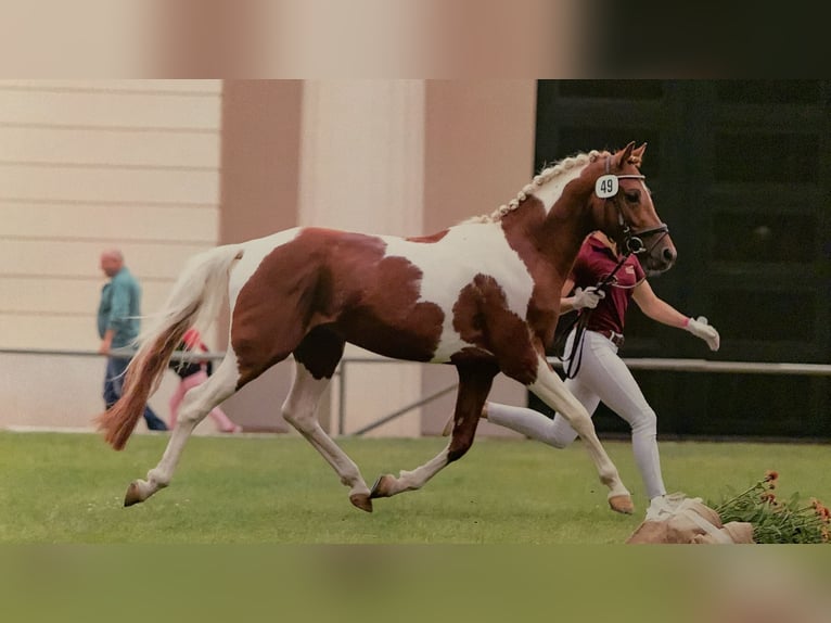 Lewitzer Mare 15 years 14,1 hh Chestnut-Red in Nordhausen