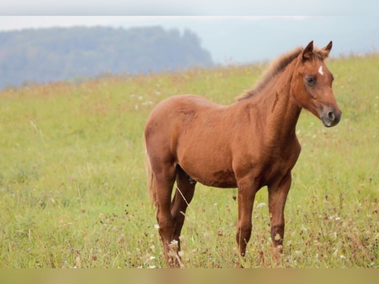 Lewitzer Mare 15 years 14,1 hh Chestnut-Red in Nordhausen