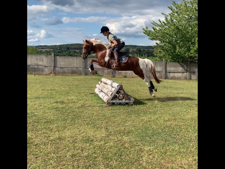 Lewitzer Mare 15 years 14,1 hh Chestnut-Red in Nordhausen