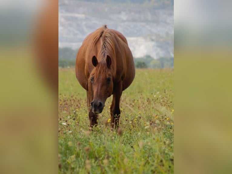 Lewitzer Mare 15 years 14,1 hh Chestnut-Red in Nordhausen