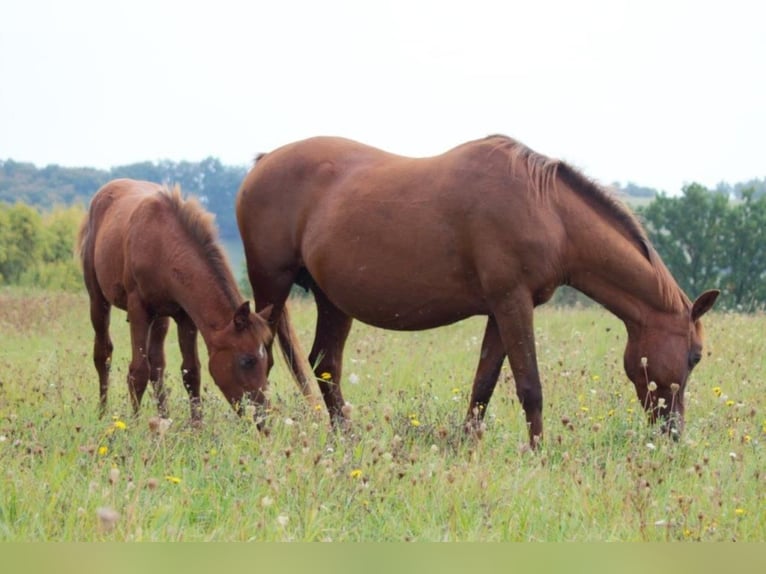 Lewitzer Mare 15 years 14,1 hh Chestnut-Red in Nordhausen