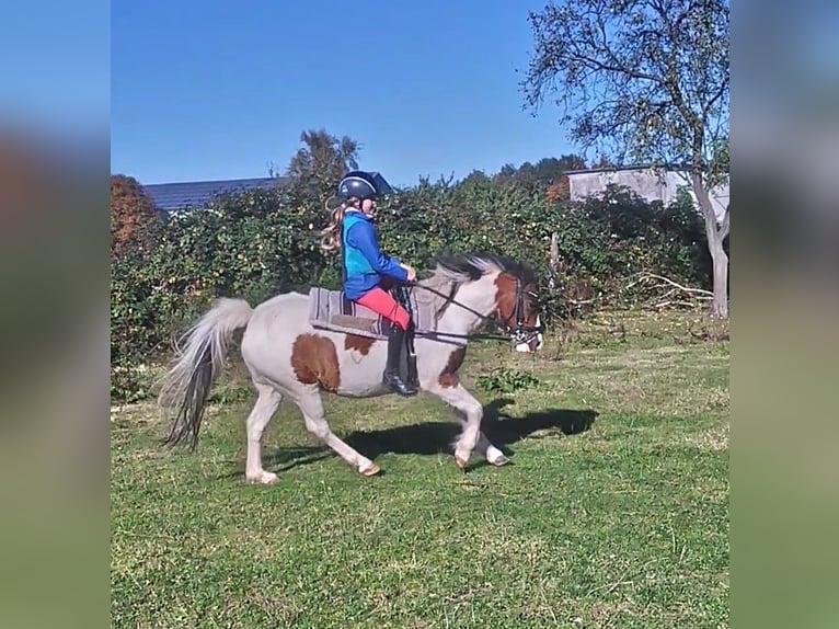 Lewitzer Mix Mare 16 years 12.1 hh Pinto in Groß Pankow