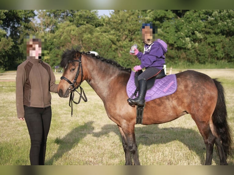 Lewitzer Mare 16 years 12.2 hh Brown in Struckum