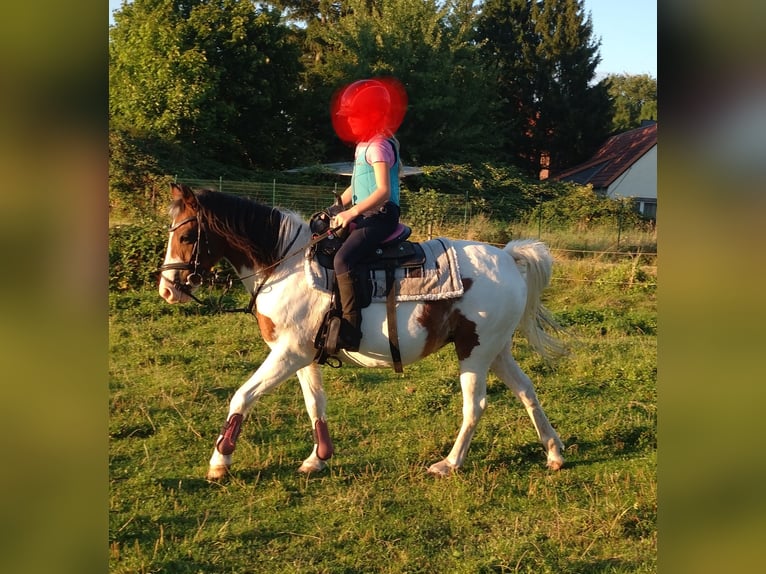 Lewitzer Mix Mare 16 years 12,1 hh Pinto in Groß Pankow