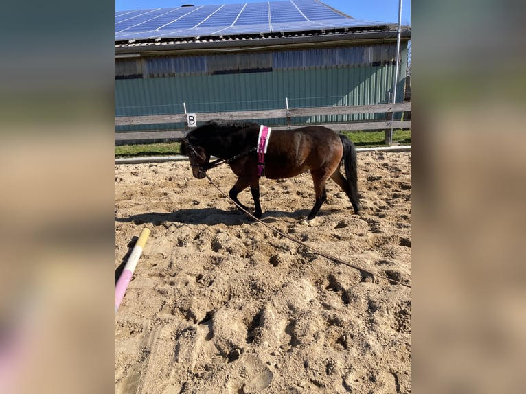 Lewitzer Mare 16 years 12,2 hh Brown in Struckum