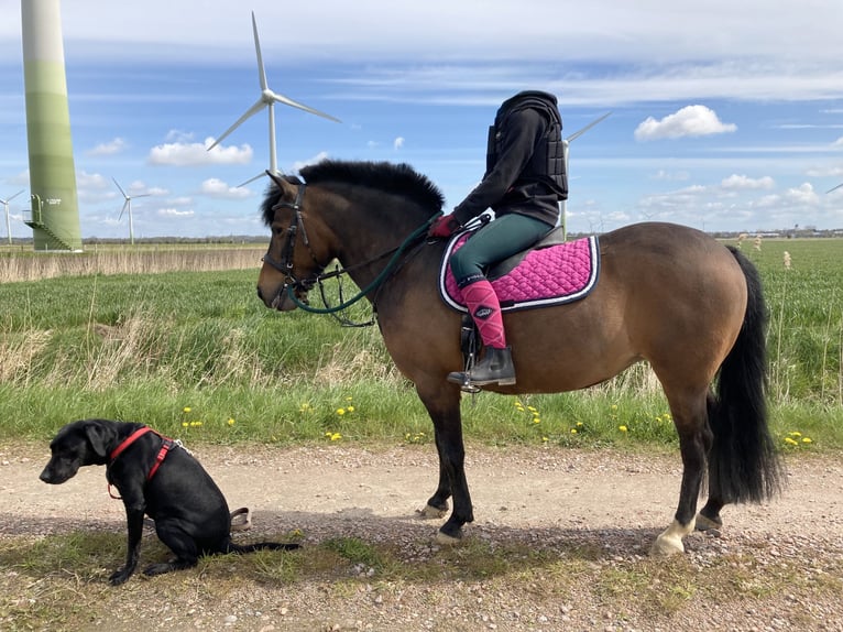 Lewitzer Mare 16 years 12,2 hh Brown in Struckum