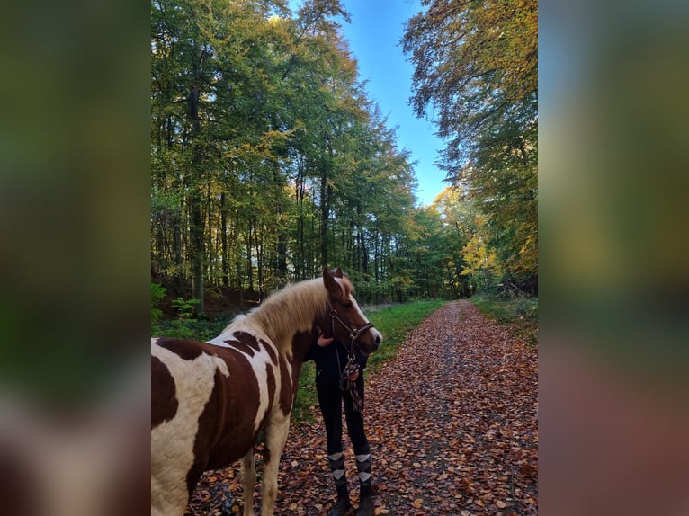 Lewitzer Mix Mare 16 years 13 hh Pinto in Biesenthal