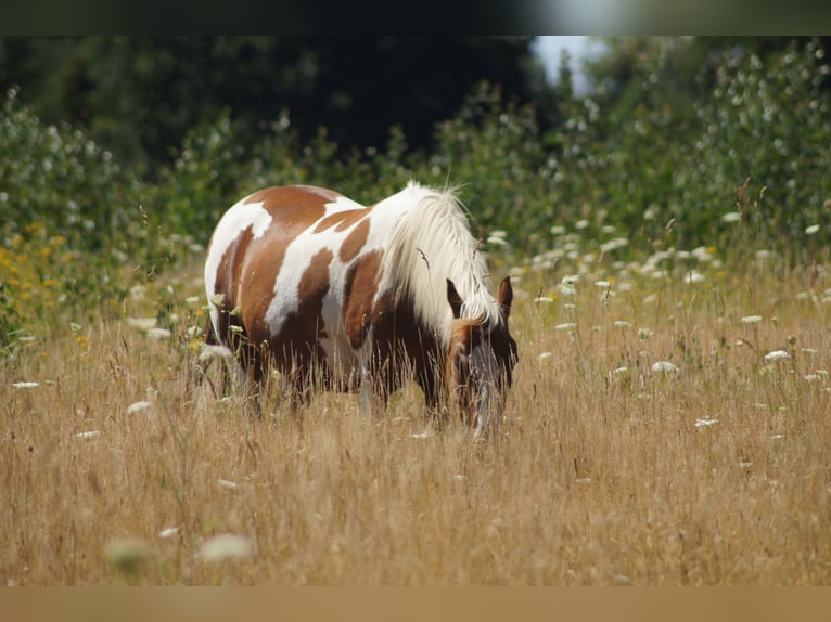 Lewitzer Mix Mare 16 years 13 hh Pinto in Biesenthal