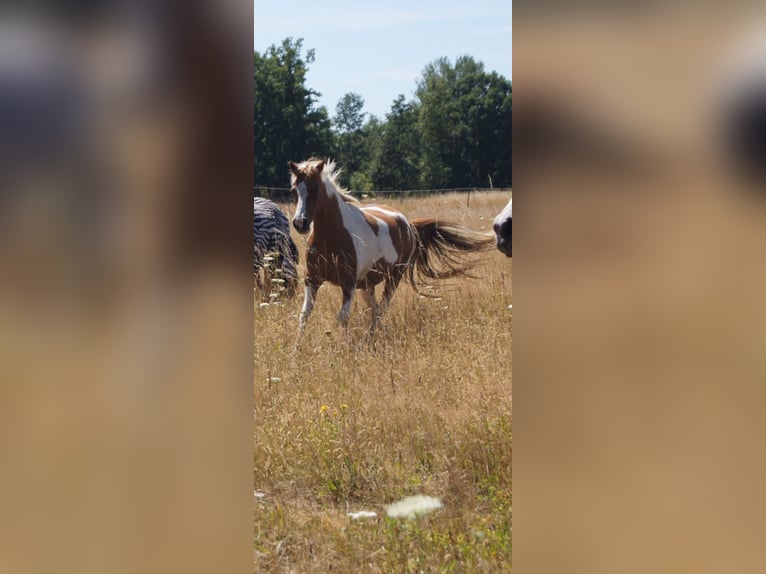 Lewitzer Mix Mare 16 years 13 hh Pinto in Biesenthal