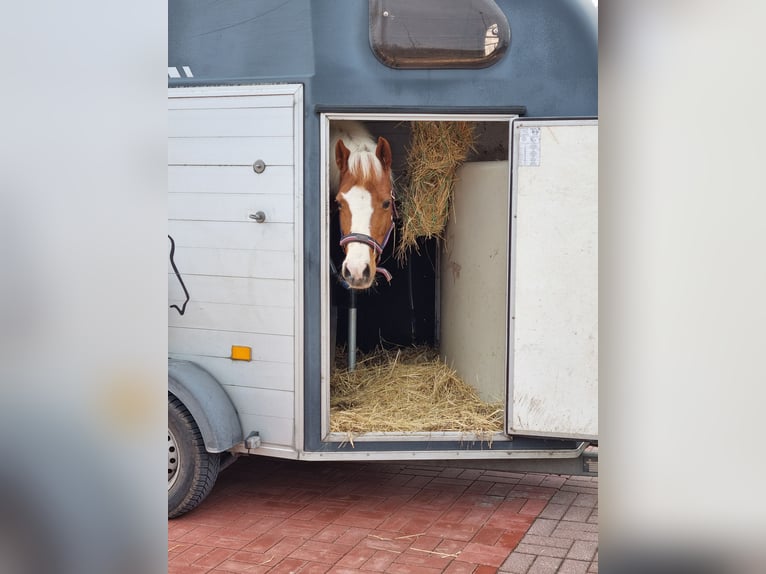 Lewitzer Mix Mare 16 years 13 hh Pinto in Biesenthal