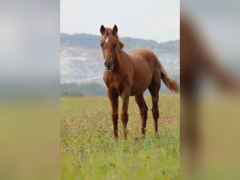 Lewitzer Mare 16 years 14,1 hh Chestnut-Red in Nordhausen