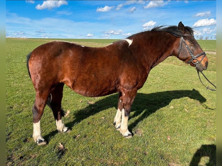 Lewitzer Mare 17 years 14,1 hh Pinto in Altmittweida