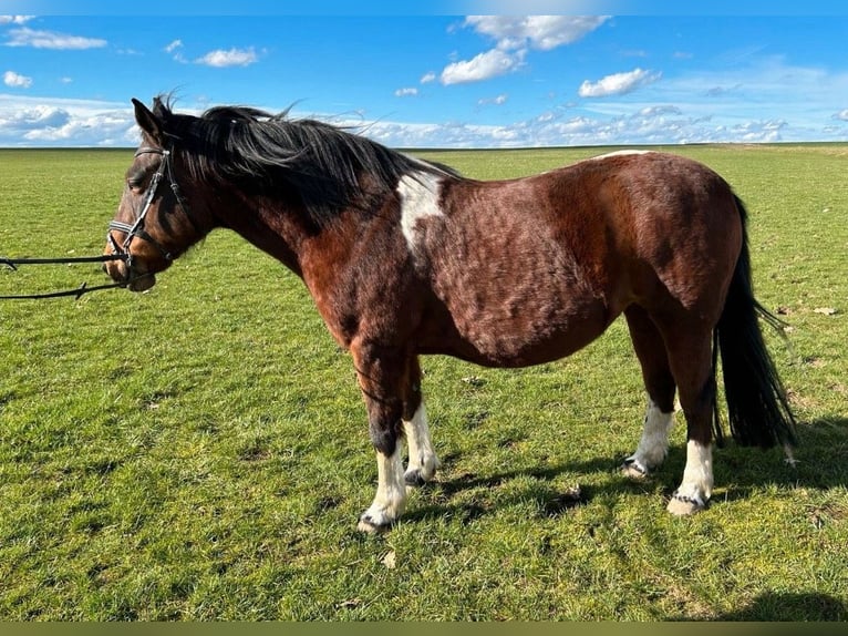 Lewitzer Mare 17 years 14,1 hh Pinto in Altmittweida