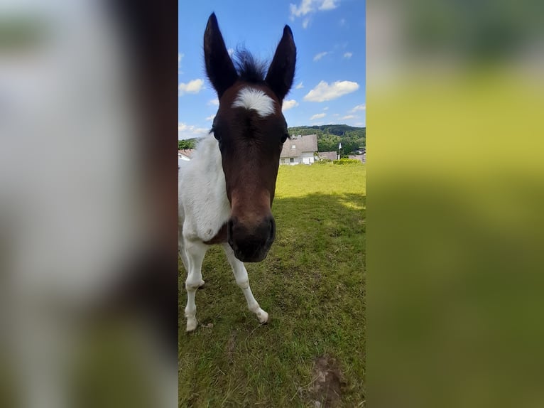 Lewitzer Mare 17 years 14,2 hh Pinto in Streithausen