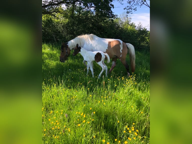 Lewitzer Mare 17 years 14,2 hh Pinto in Streithausen