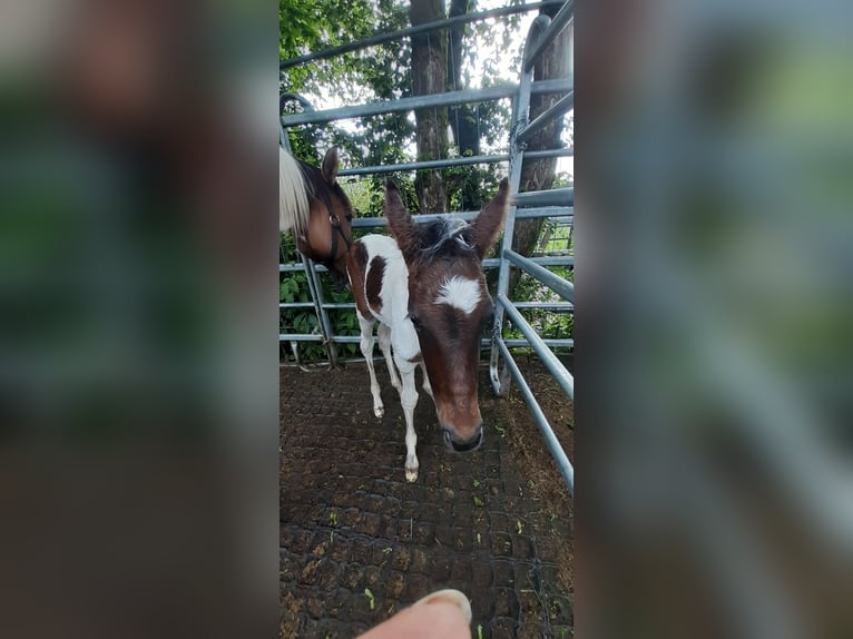 Lewitzer Mare 17 years 14,2 hh Pinto in Streithausen