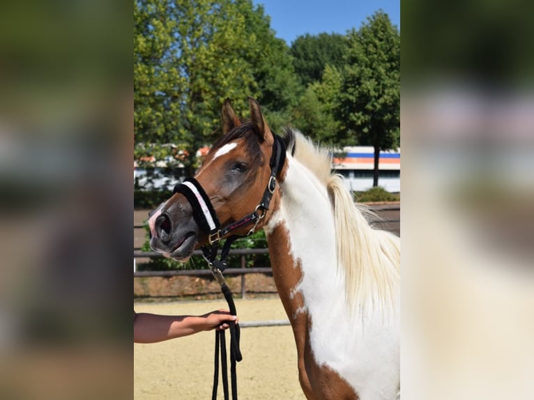 Lewitzer Mare 17 years 14,2 hh Pinto in Streithausen