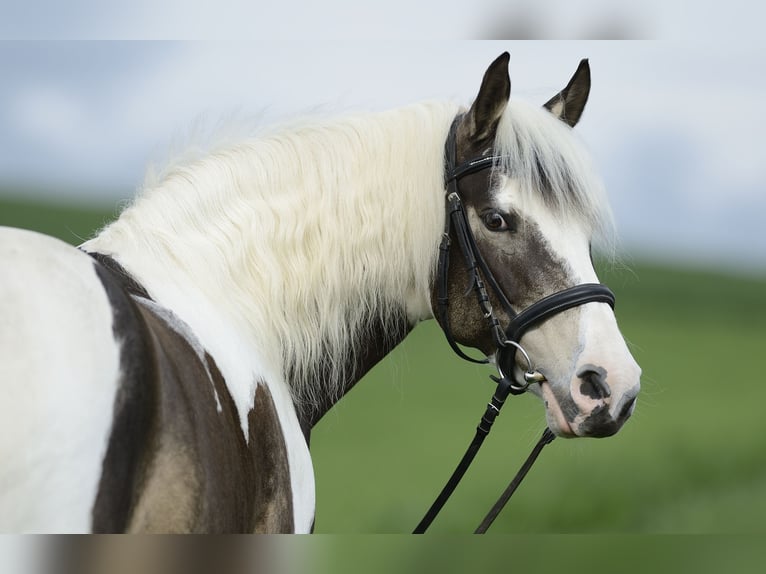 Lewitzer Mare 17 years 14 hh in Ditzingen-Schöckingen