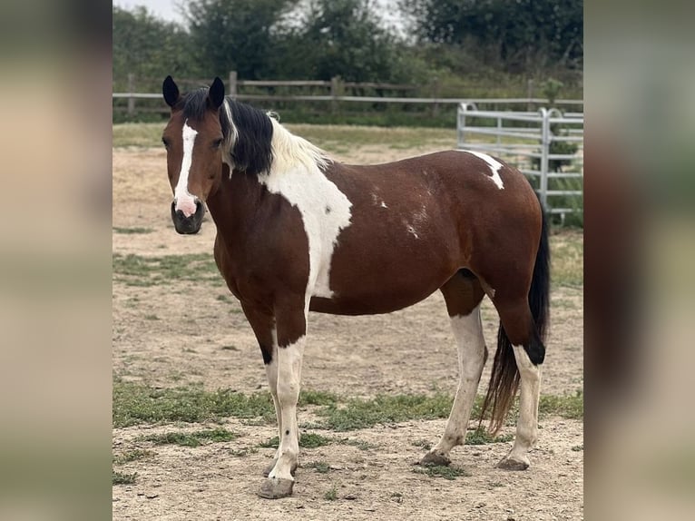 Lewitzer Mare 17 years 15.1 hh Pinto in Grevenbroich