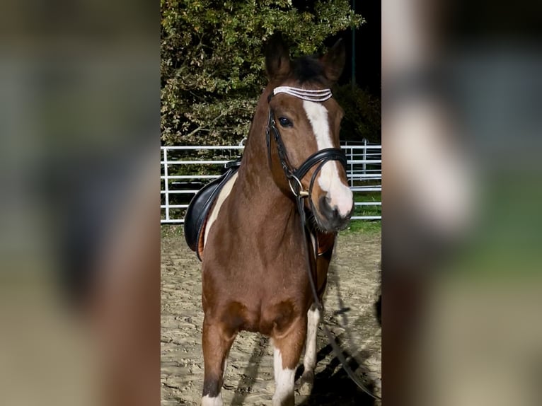 Lewitzer Mare 17 years 15.1 hh Pinto in Grevenbroich