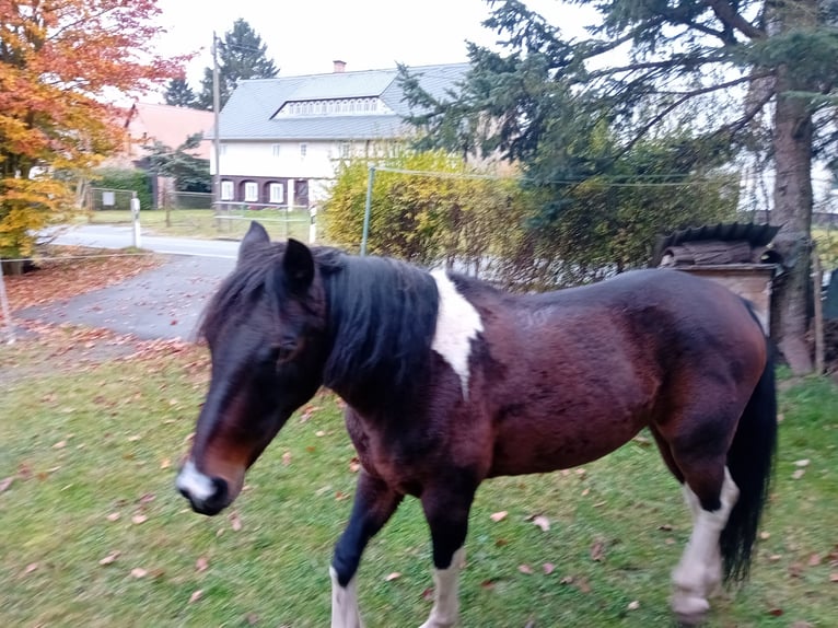 Lewitzer Mare 18 years 13,3 hh Brown in Hainewalde