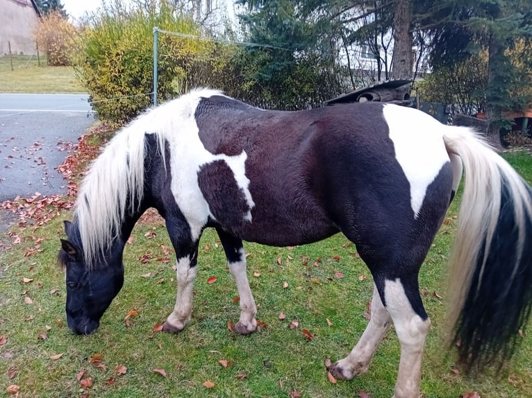 Lewitzer Mare 18 years 13,3 hh Brown in Hainewalde